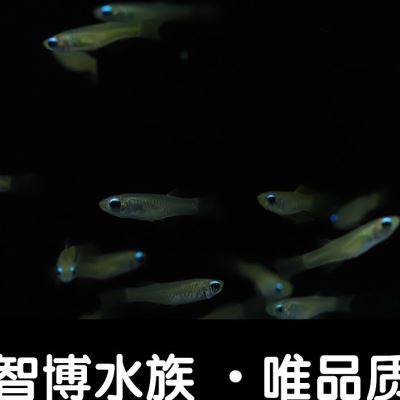 桂系青鳉小型热带淡水观赏灯科鱼新手造景草缸耐养群游鱼好养