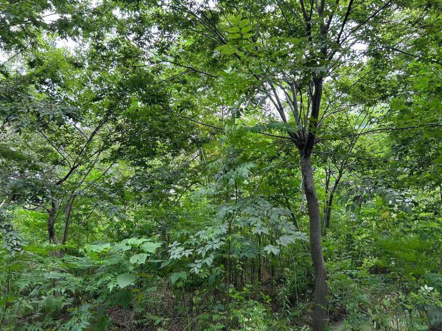 3月5日镇江三个苗圃内的一批苗木网络拍卖公告