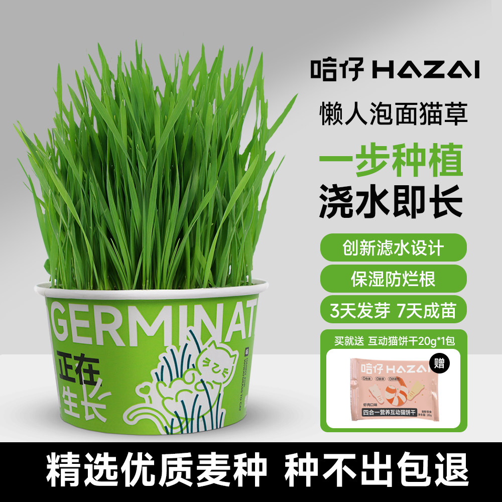懒人泡面猫草天然自种水培