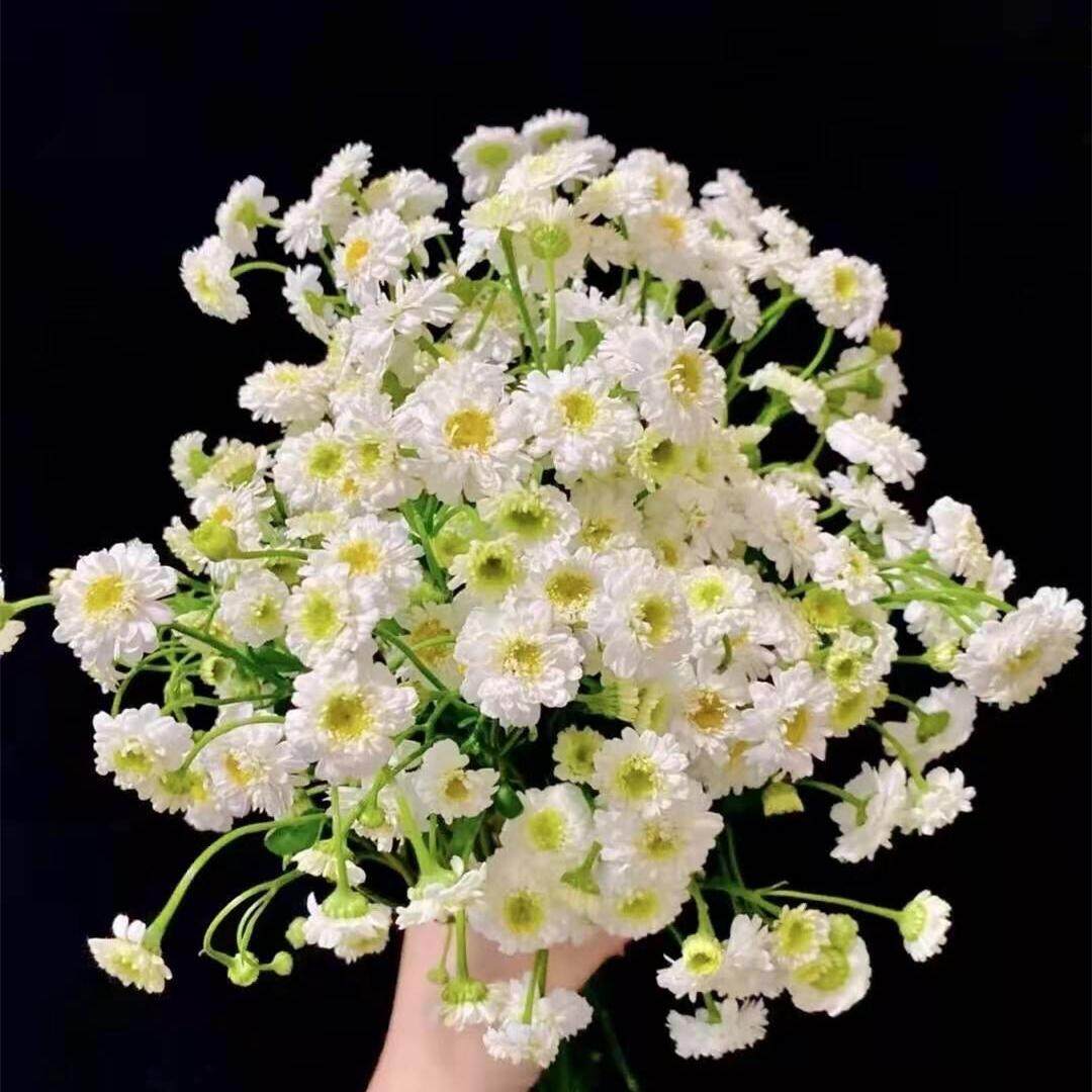 重瓣洋甘菊鲜花少女小女孩母亲节婚礼昆明斗南基地直发空运包邮