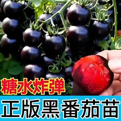 正版蓝莓黑番茄苗带土直发易活