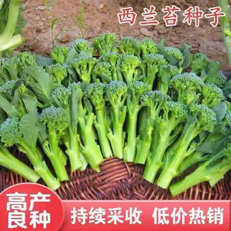 西兰苔种子 西洋芥兰种籽小西蓝花芥蓝菜苔菜心四季蔬菜高产jy