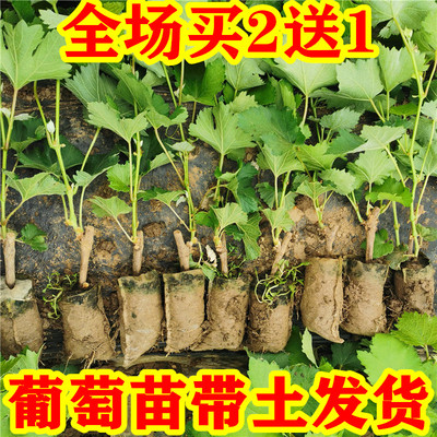 阳光玫瑰葡萄树苗盆栽包成