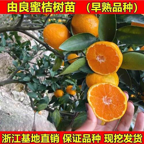 特早熟蜜桔苗由良树温州无核
