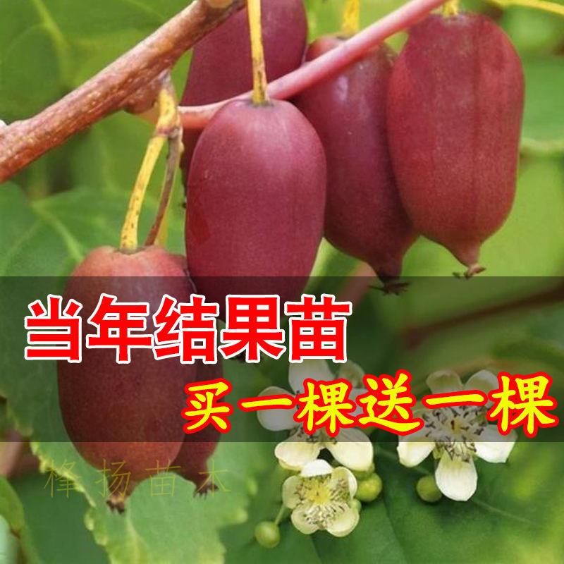 软枣猕猴桃苗自花授粉树果红