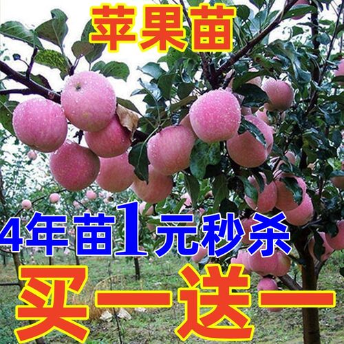 矮化盆栽苹果树苗地室内南北