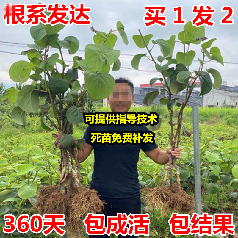 嫁接猕猴桃树红心徐香特大南方北方当年结果盆栽地栽耐寒猕猴桃苗