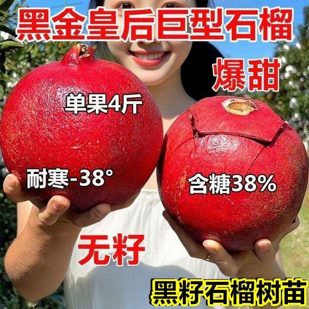软籽大果石榴树苗超甜黑金皇后石榴苗耐寒耐旱南北方种植当年结果