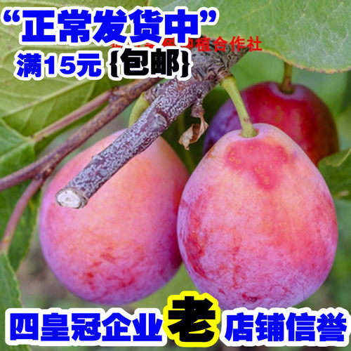 美国加州香媚儿西梅苗李子树
