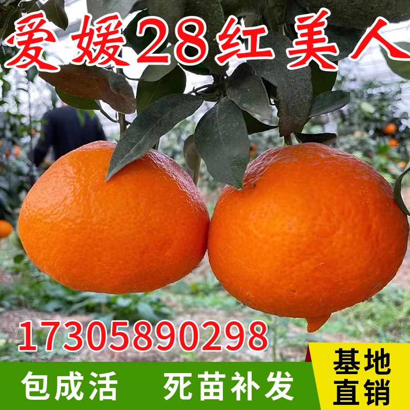 象山红美人树苗南北方地栽嫁