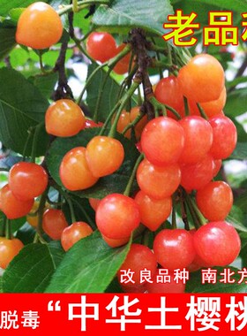 中国土樱桃树苗老品种红色中华小樱桃苗盆地栽南北方种植当年结果