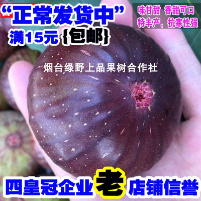 日本特大紫果树苗无花盆栽地