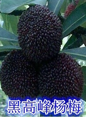 杨梅树树苗余姚慈溪浙江荸荠种杨梅苗特大果树果苗嫁接苗盆栽地栽