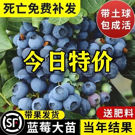 蓝莓树果苗盆栽地栽南北方种植耐寒阳台四季兔眼特大果蓝莓苗果树