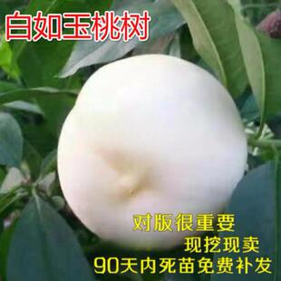 白桃树苗  白如玉桃树苗 白如雪桃嫁接果树苗木南方北方种植