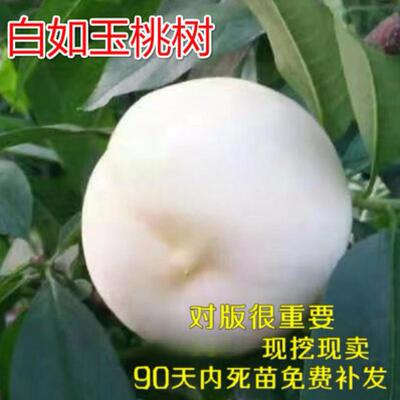 白桃树苗如玉雪嫁接果木