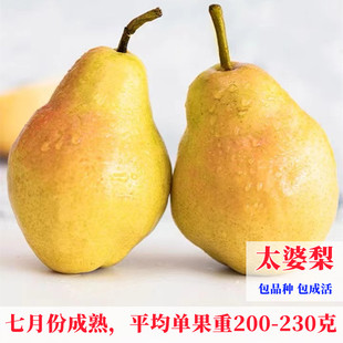 太婆梨树苗嫁接香蕉梨苗巴梨特大盆栽地栽果树苗南方北方庭院种植