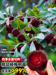 仙居东魁杨梅树树苗带土南方嫁接水晶果树果苗早熟大东槐当年结果