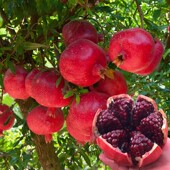 石榴树树苗突尼斯软籽石榴特大庭院果树南方北方盆栽地栽石榴果苗