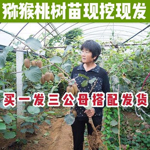 红心猕猴桃树苗嫁接软枣猕猴桃苗盆栽地栽爬藤果树苗南方北方种植