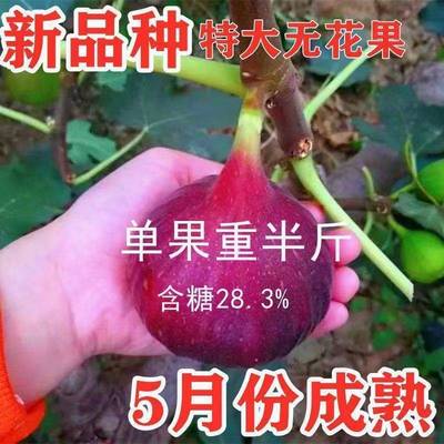 无花果树苗特大新品种波姬红