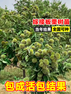 板栗苗树果树果苗南方北方庭院种植嫁接特大栗子树苗盆栽当年结果