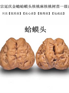 麻核桃苗树大金蟾文玩延庆蛤