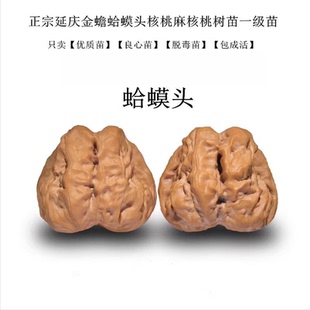 麻核桃苗树大金蟾文玩核桃树苗延庆蛤蟆头狮子头盆栽地栽当年结果