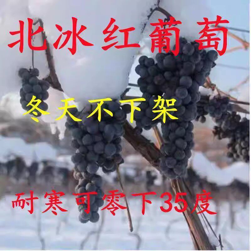 超甜北冰红冬葡萄苗冰葡萄苗耐寒冬天不下架爬藤葡萄树苗葡萄树苖