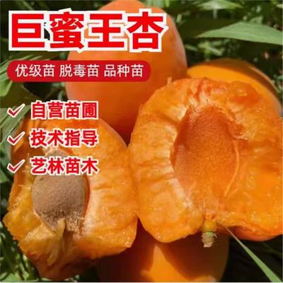 果树苗巨蜜王杏嫁接香甜