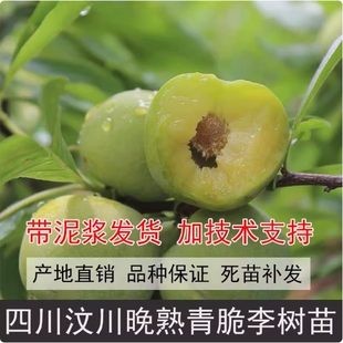 新品种四川脱骨李子苗五月脆青脆蜂糖李子树苗南方种植水果树果苗