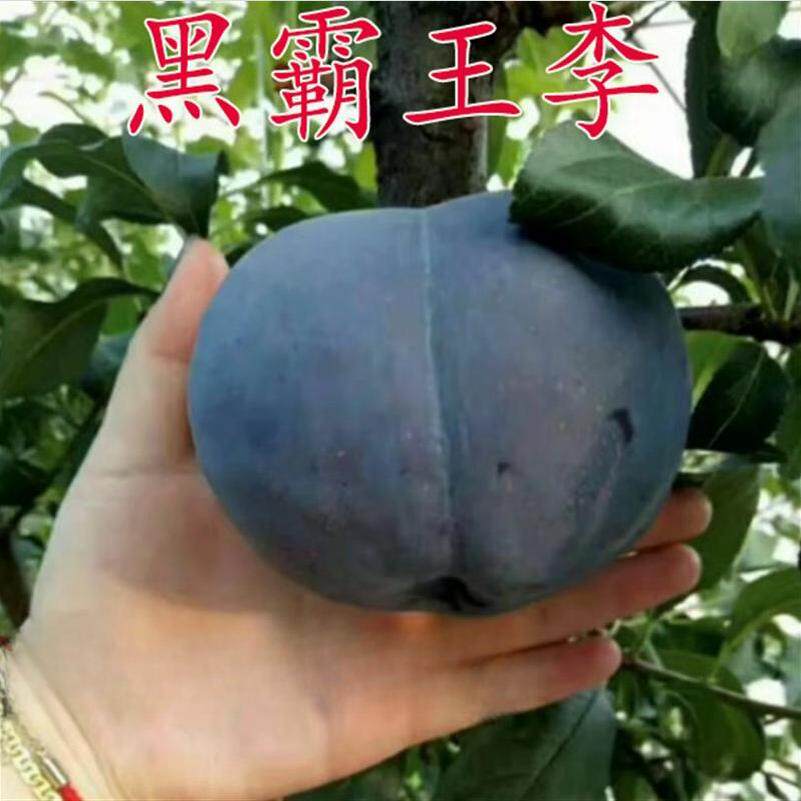 嫁接庭院黑霸王李子树苗黑巨李子苗南方北方种植盆栽地栽当年结果