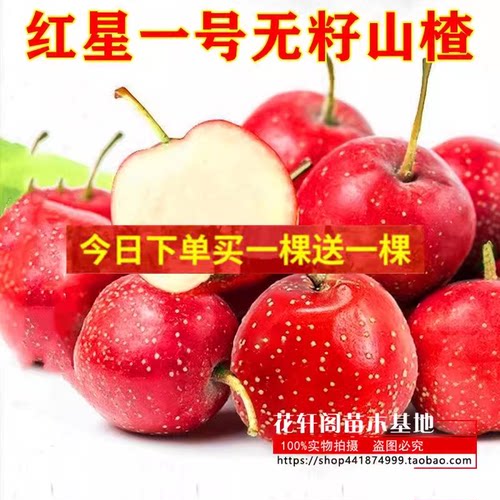 红星一号无籽山楂苗大甜庭院
