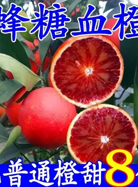 冰糖血橙苗塔罗科嫁接果树卡