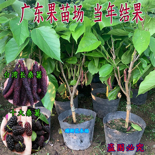 长桑葚树苗台湾粒短黑果无籽