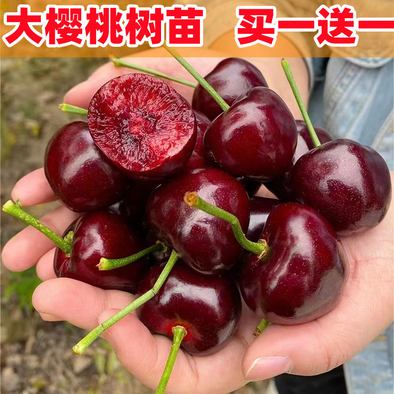 车厘子树苗樱桃南方北种植盆