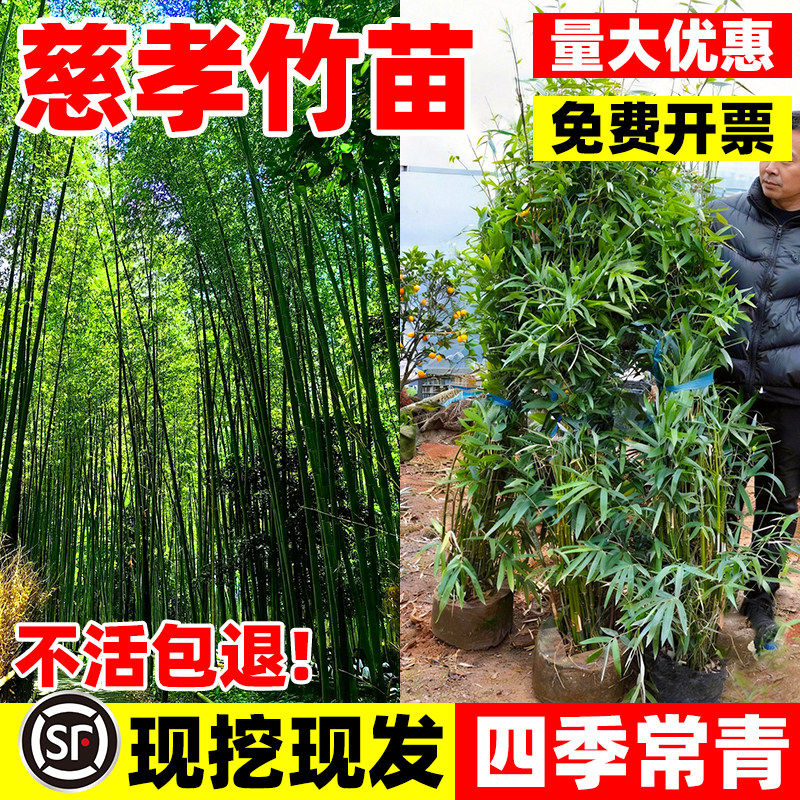 慈孝竹苗庭院丛生竹子树苗盆栽造景观绿植物装饰竹子好养四季常青