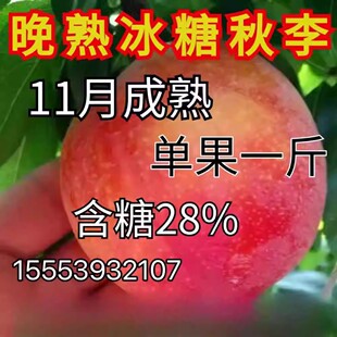 晚熟冰糖秋李树苗嫁接特大李子树苗离核李子南北方种植当年结果