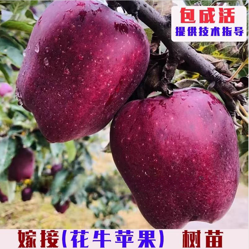 特大甘肃天水花牛苹果树苗嫁