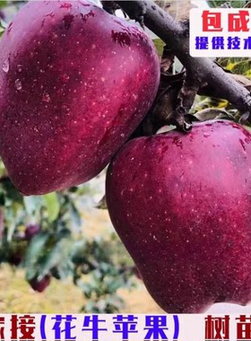 特大甘肃天水花牛苹果树苗嫁