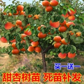 杏树苗嫁接特大早熟晚熟甜杏子果树苗盆栽地栽南北方种植当年结果