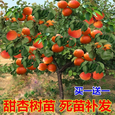 杏树苗嫁接特大早熟晚甜子果