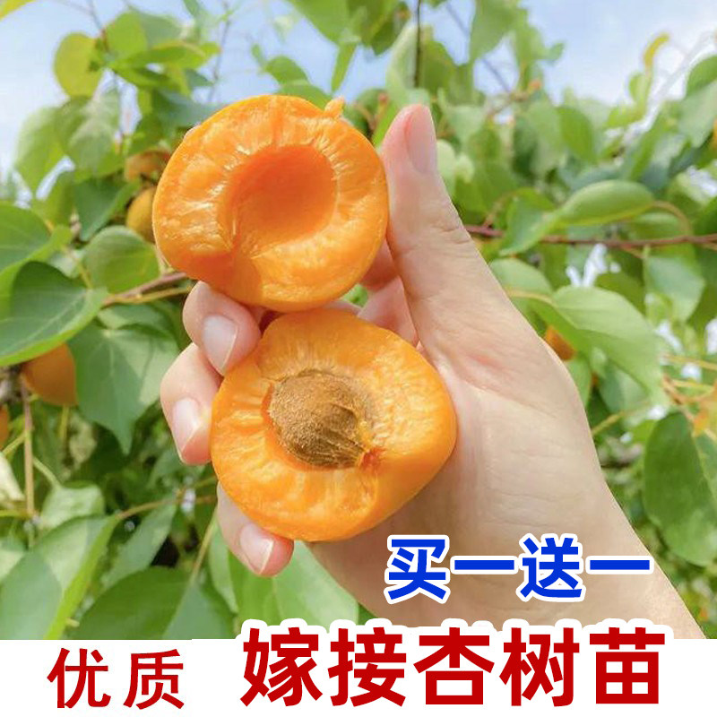 杏树活苗嫁接南北方种植特大凯特巨蜜王帝王甜杏当年结果杏子树苗