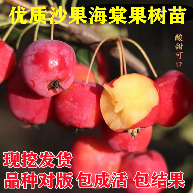 耐寒果树沙果鸡心果小苹果树苗海棠果花红果树冬红果苗南北方种植 鲜花速递/花卉仿真/绿植园艺 果树 原图主图