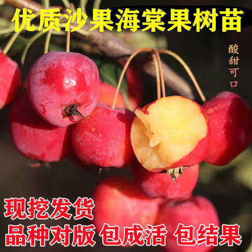 耐寒果树沙鸡心小苹苗海棠花