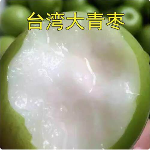 枣树嫁接苗台湾牛奶大青