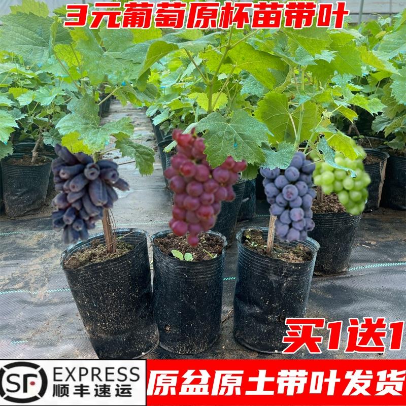 阳光玫瑰葡萄树苖葡萄苗杯苗南北种植庭院耐寒果树巨峰无籽葡萄树 鲜花速递/花卉仿真/绿植园艺 果树 原图主图