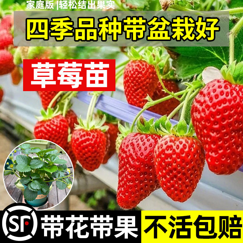 奶油草莓苗盆栽带盆带土隋珠可食用红颜四季结果阳台新苗种植苗秧