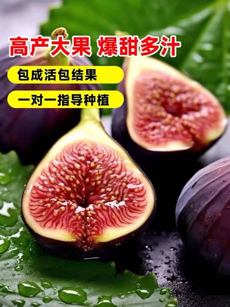 无花果树苗大盆栽地波尔多红