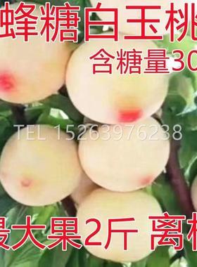 新品种耐寒特大桃树苗嫁接桃苗蜂糖白玉桃苗南方北方种植当年结果